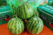 黑料吃瓜网apk普通安装 