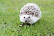 刺猬猫官网版 